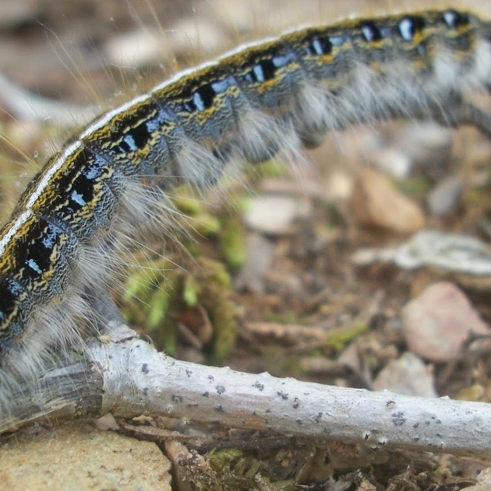 Meet your Posher, Brandy